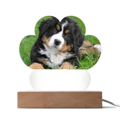 Personalized Pet Memorial LED Lighted Paw Plaque